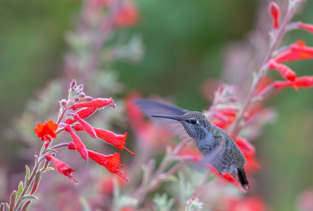 Anna's Hummingbird - ML621583554