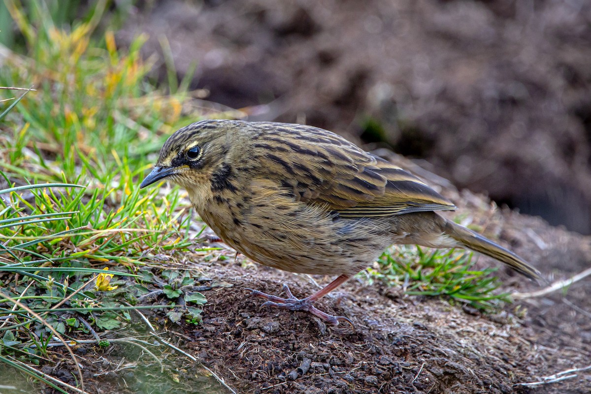 Alpine Pipit - Dom Chaplin