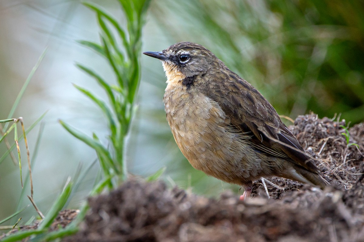 Alpine Pipit - ML621583560