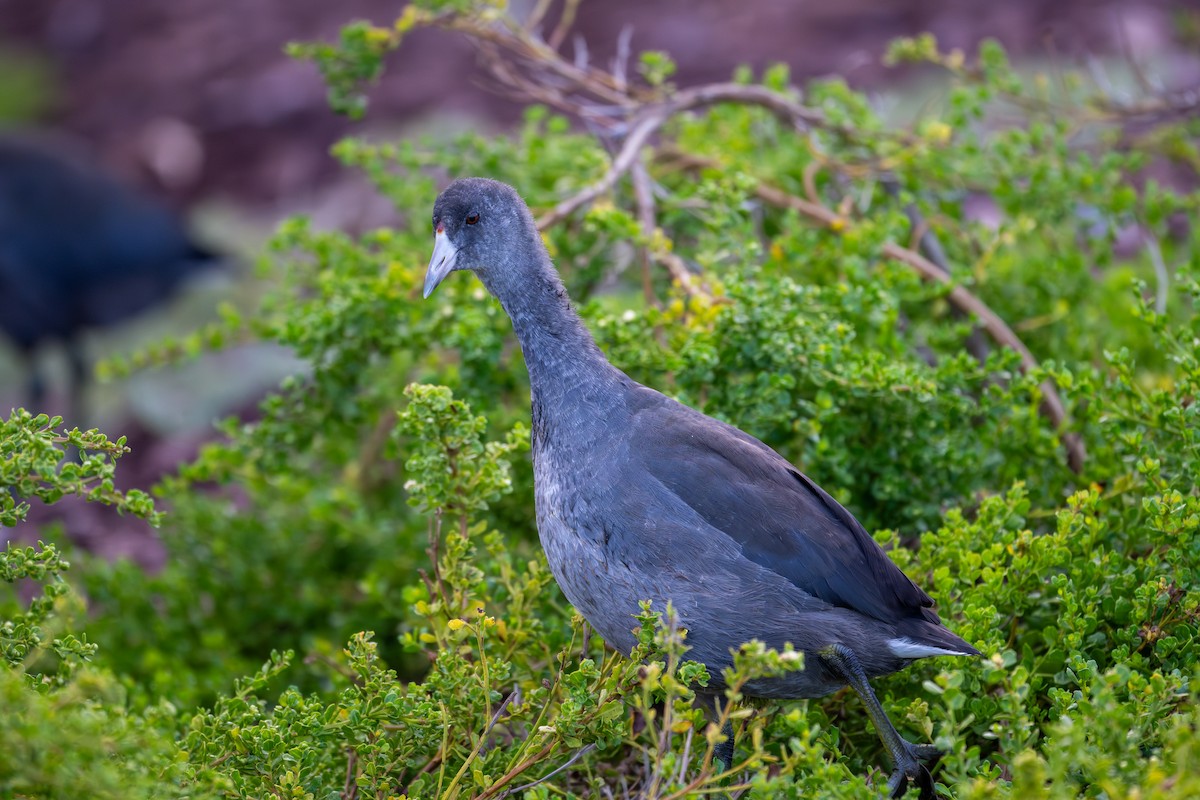 American Coot (Red-shielded) - ML621583561