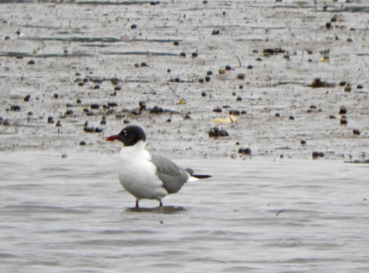 Laughing Gull - ML621583584