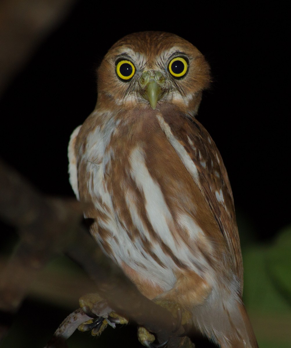 Ferruginous Pygmy-Owl - ML621583633