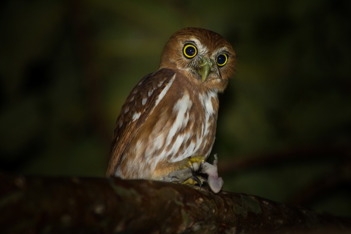 Ferruginous Pygmy-Owl - ML621583634