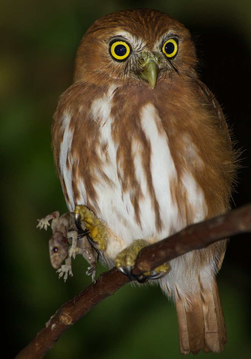 Ferruginous Pygmy-Owl - ML621583635