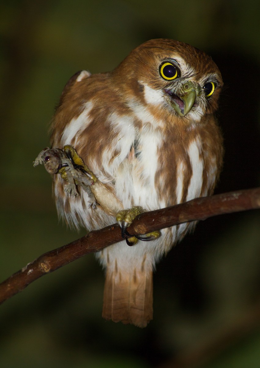 Ferruginous Pygmy-Owl - ML621583636