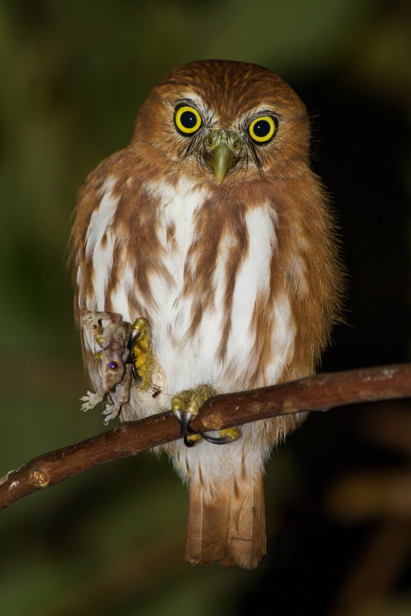Ferruginous Pygmy-Owl - ML621583639