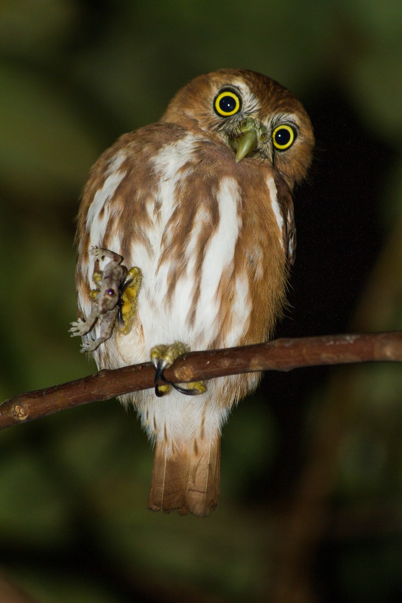 Ferruginous Pygmy-Owl - ML621583643