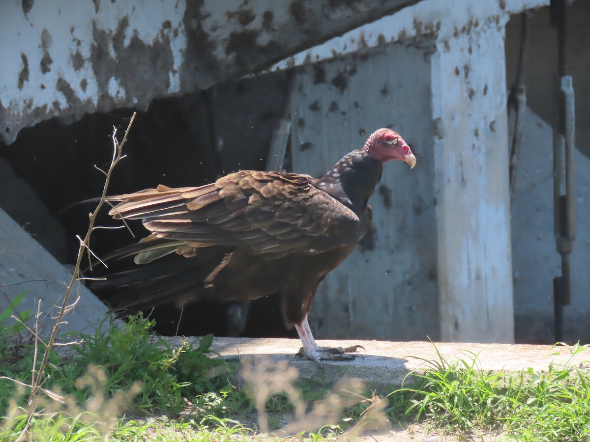 Turkey Vulture - ML621583653