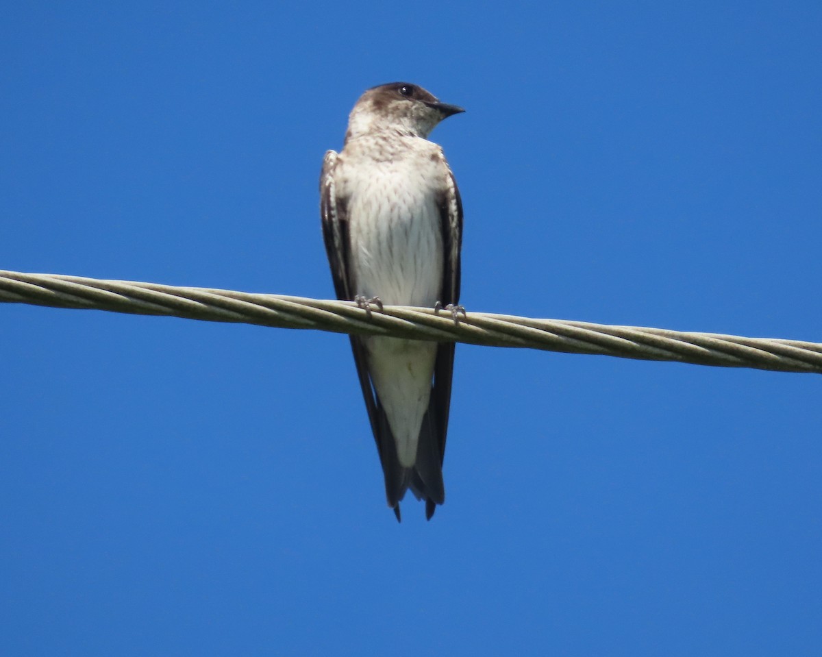 Northern Rough-winged Swallow - ML621583662