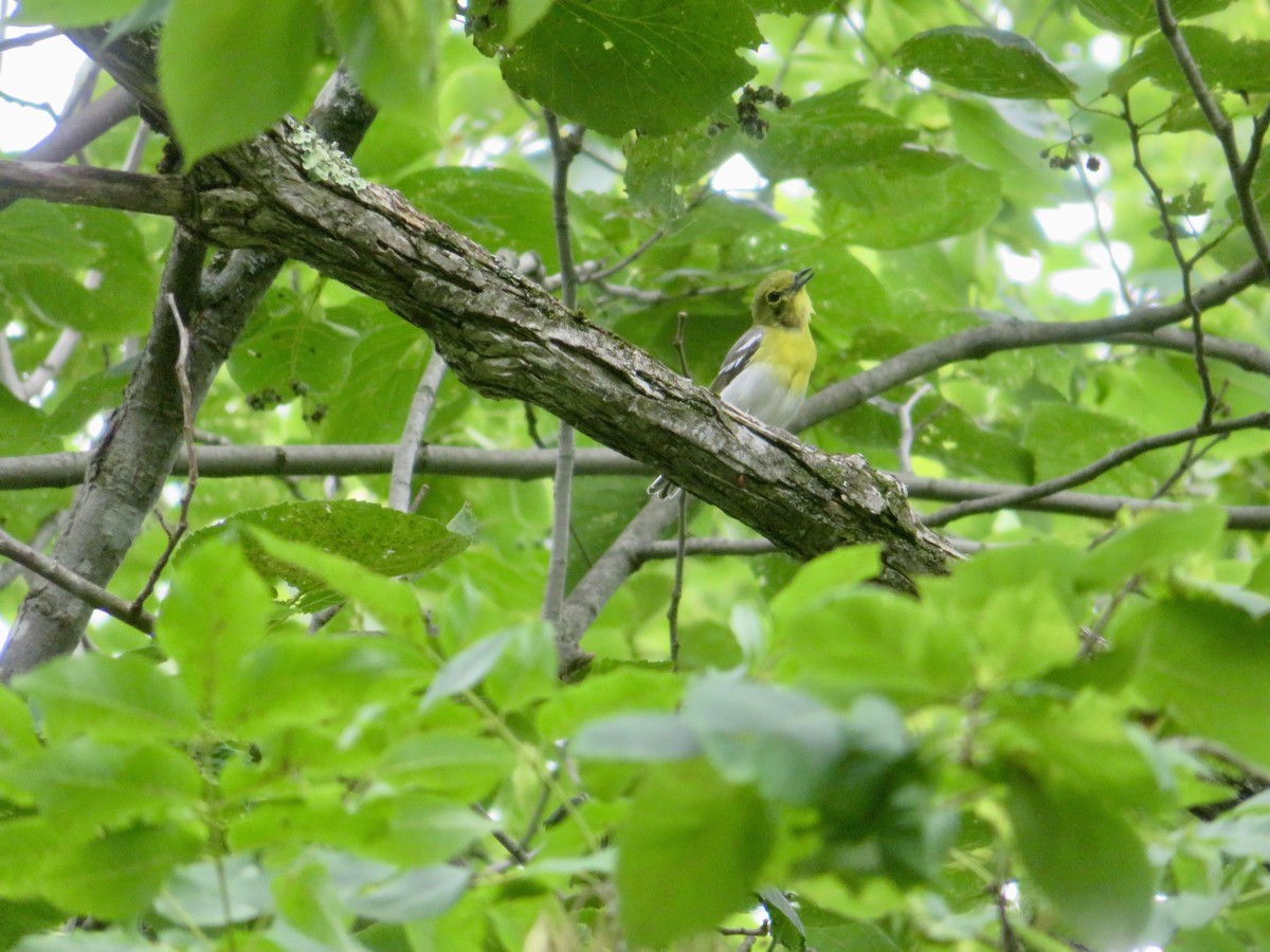 Yellow-throated Vireo - ML621583712