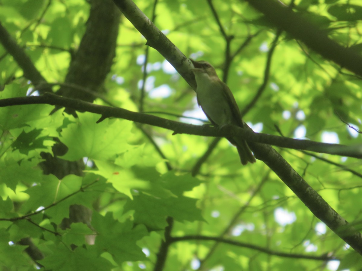 Red-eyed Vireo - ML621583726