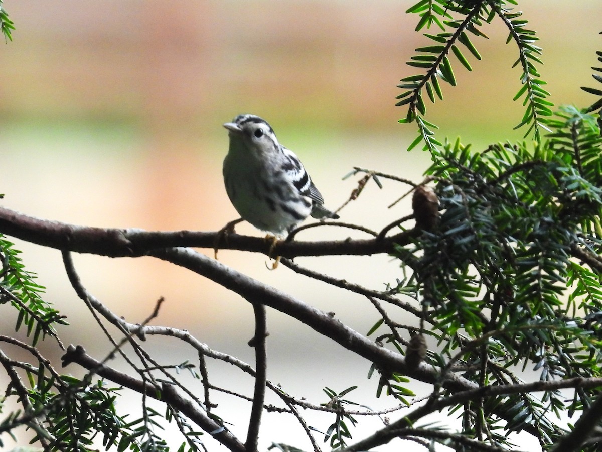 Black-and-white Warbler - ML621583730