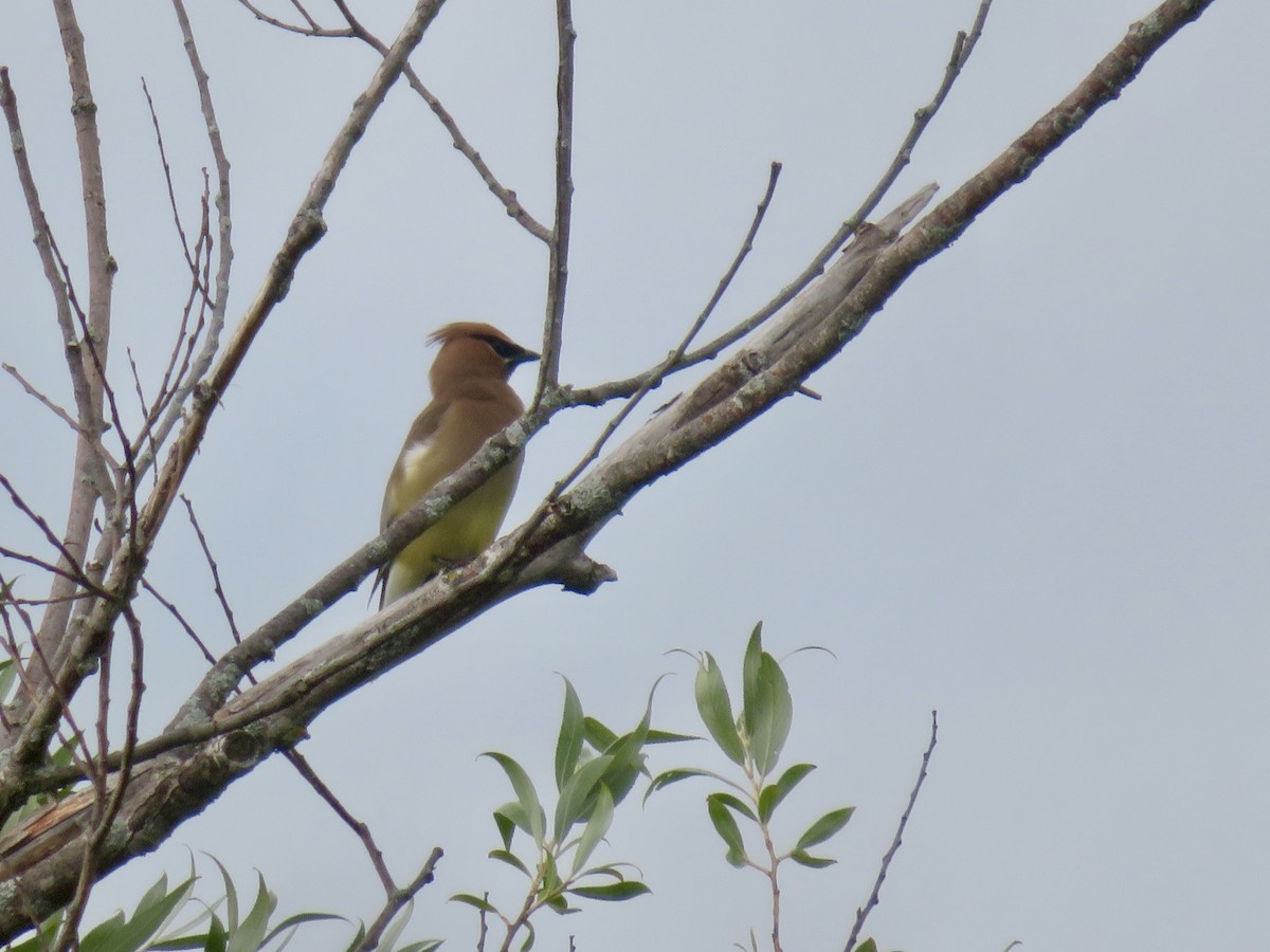 Cedar Waxwing - ML621583734