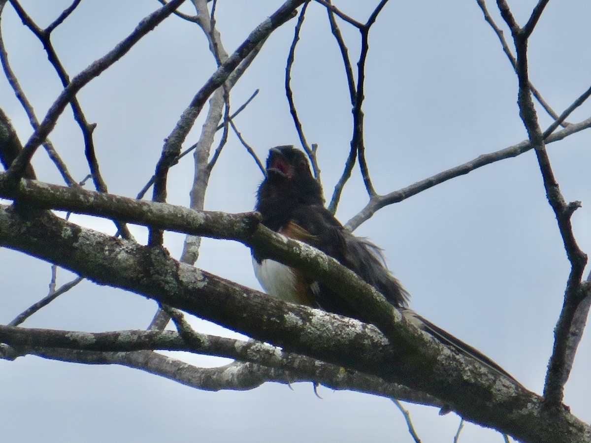 Eastern Towhee - ML621583739