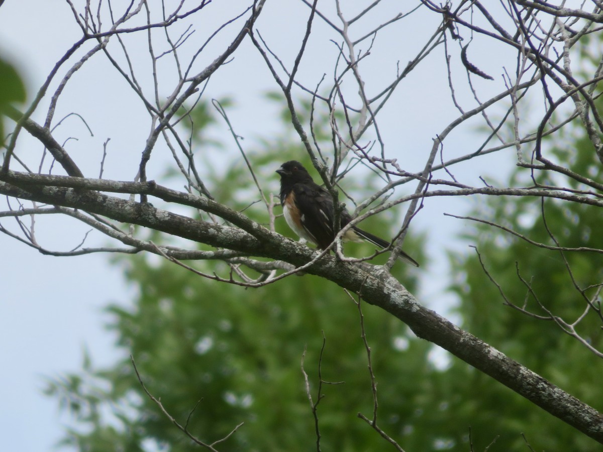 Eastern Towhee - ML621583740