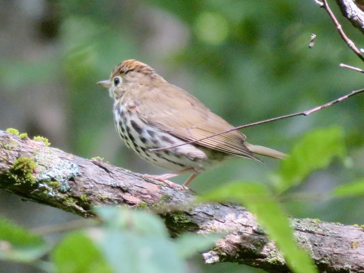 Ovenbird - Christine Cote