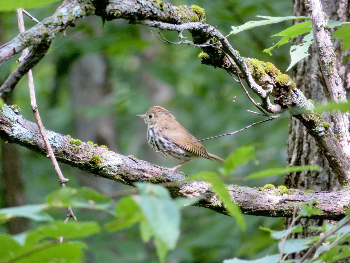 Ovenbird - ML621583748