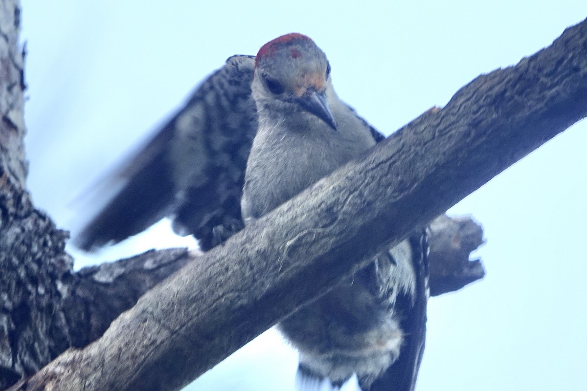 Red-bellied Woodpecker - ML621583749
