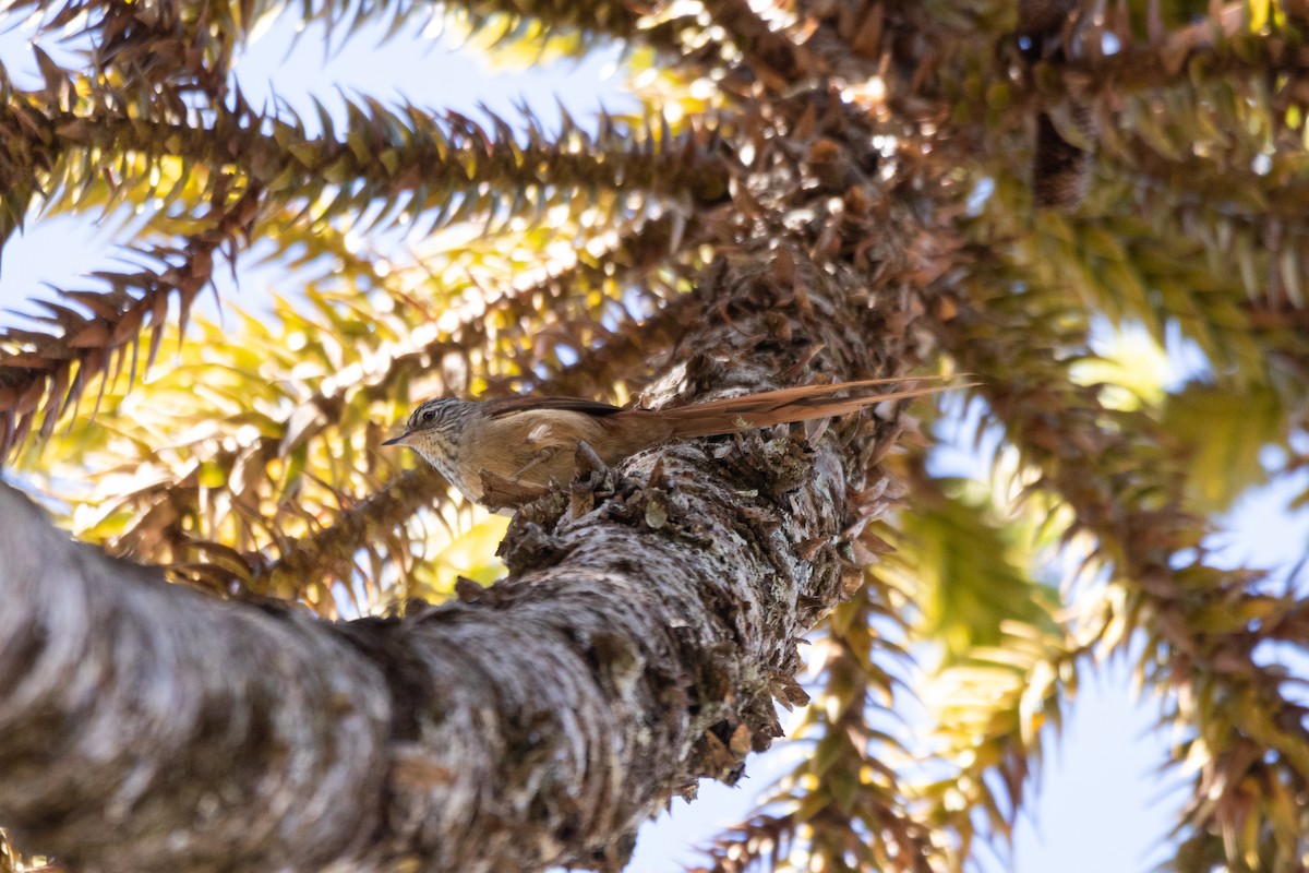 Araucaria Tit-Spinetail - ML621583877