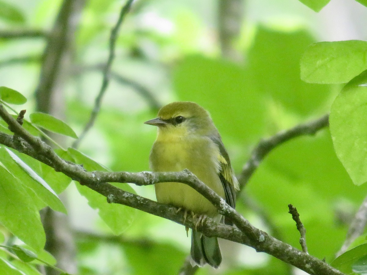 Brewster's Warbler (hybrid) - ML621583888