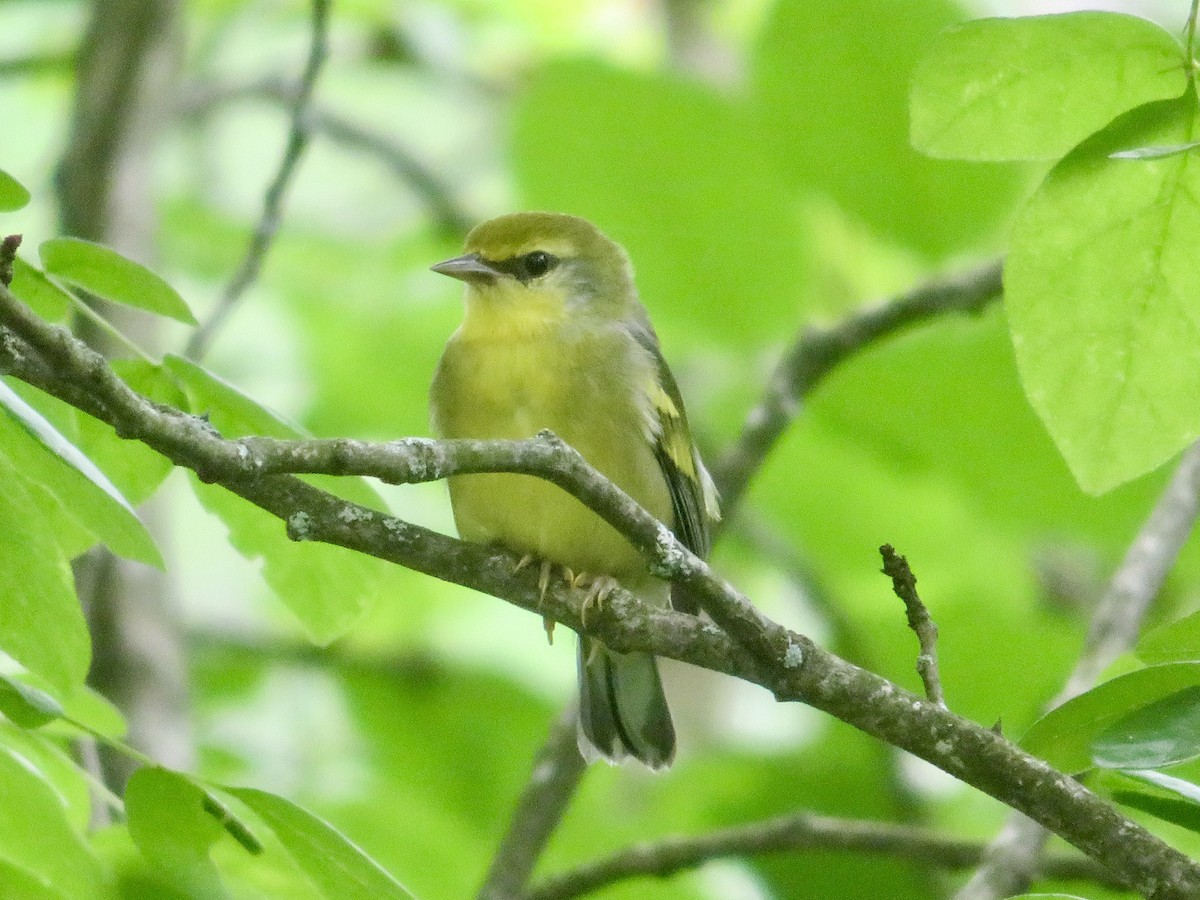 Brewster's Warbler (hybrid) - ML621583889