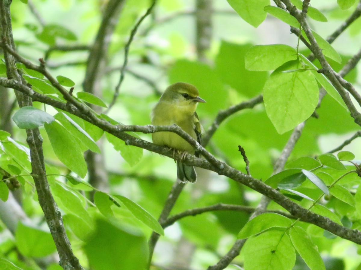 Brewster's Warbler (hybrid) - ML621583891