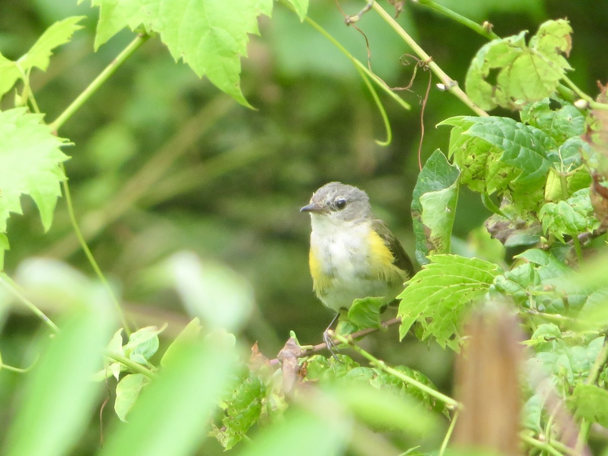 American Redstart - ML621583897
