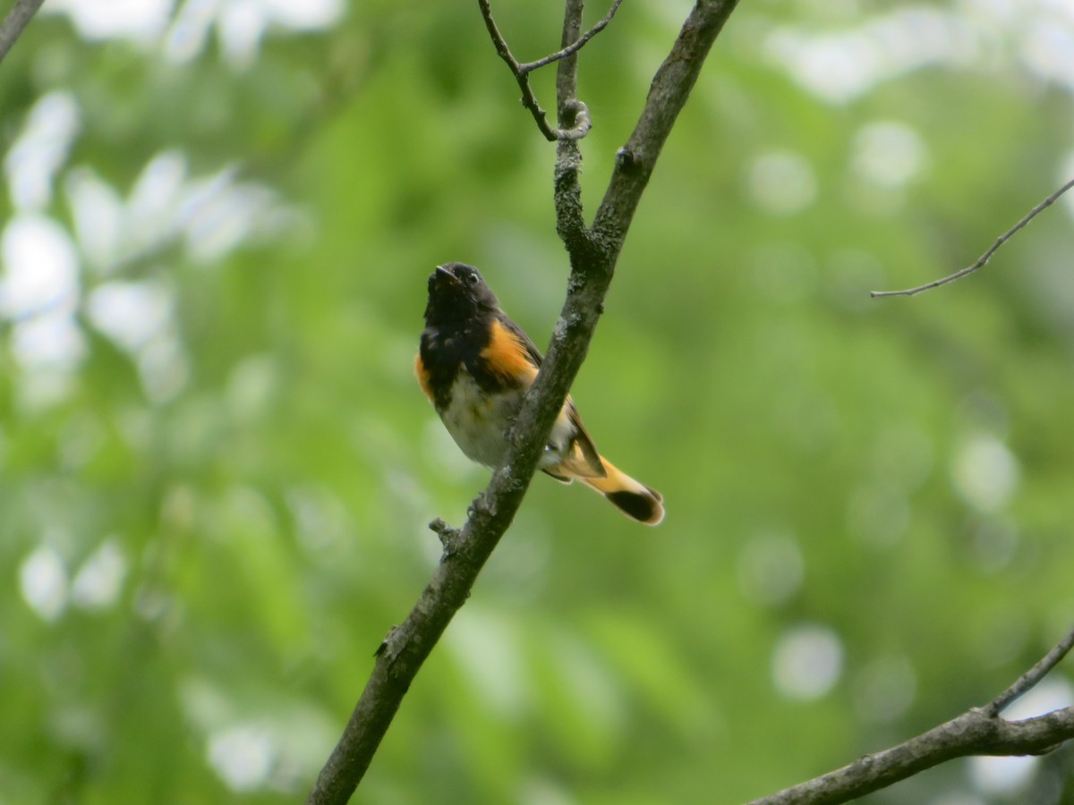 American Redstart - ML621583898