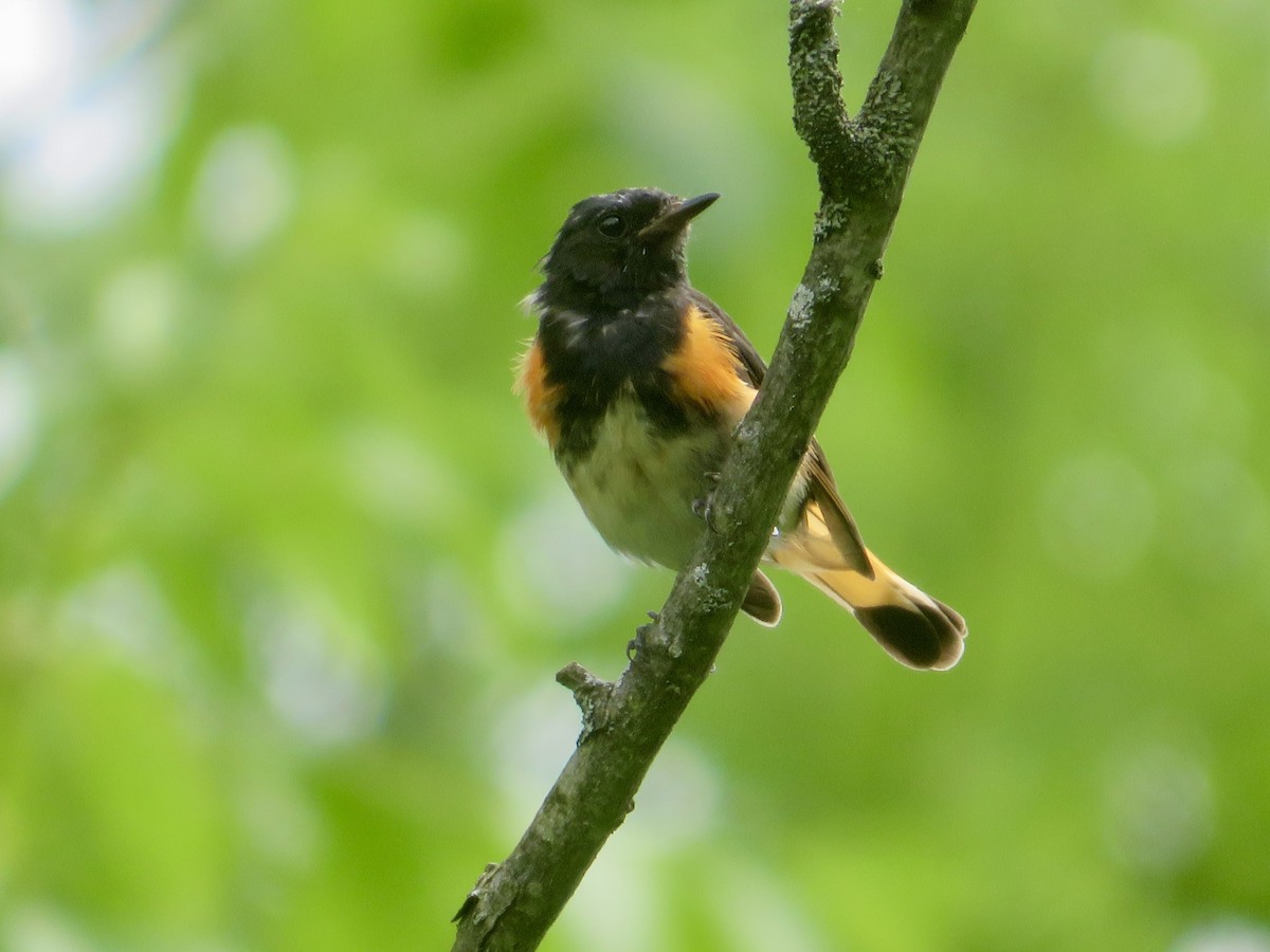 American Redstart - ML621583899