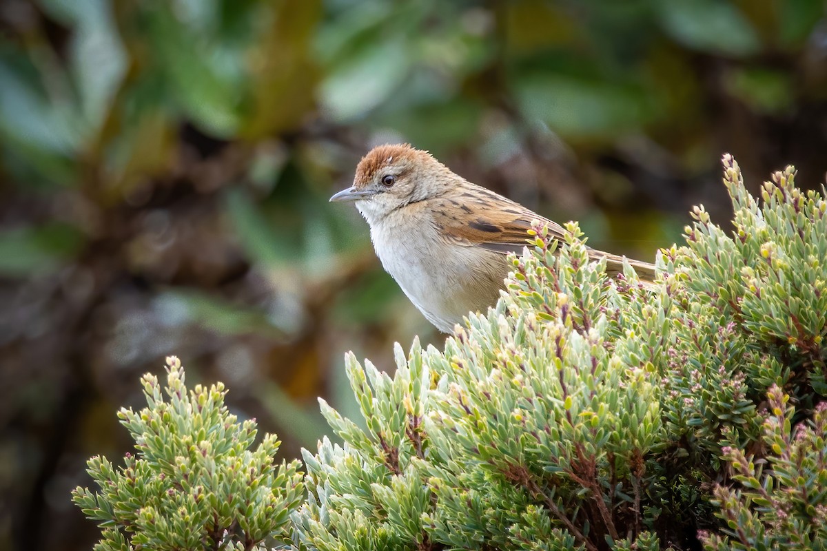 Papuan Grassbird - ML621583959