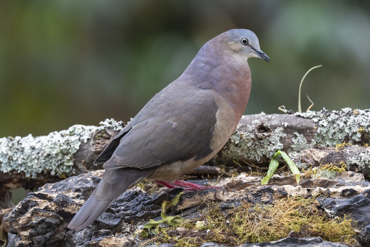 Tolima Dove - ML621584052