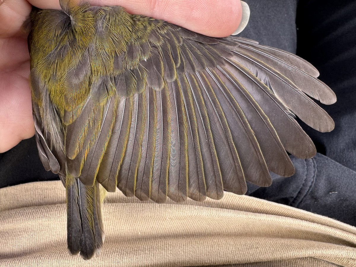 Little Spiderhunter - ML621584066