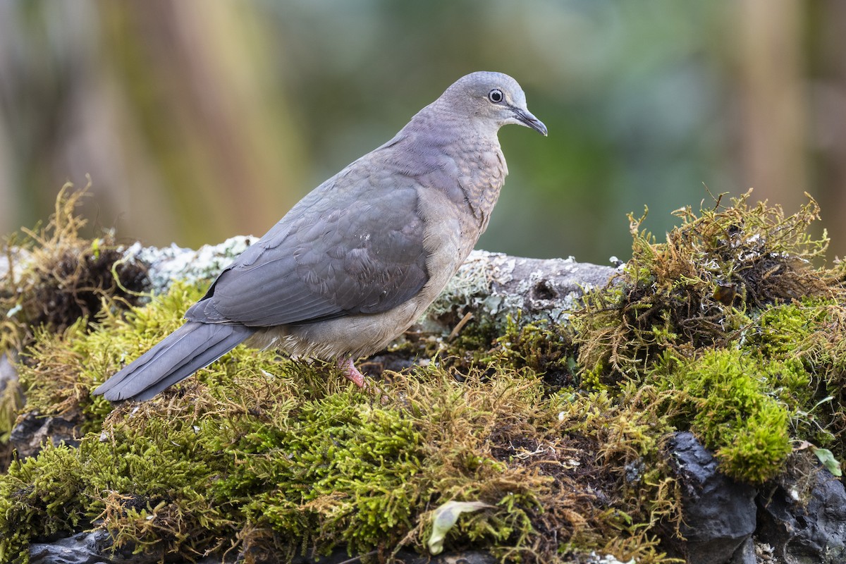 Tolima Dove - ML621584122