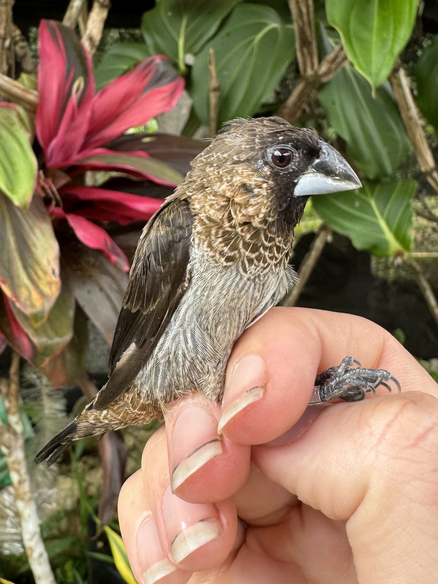 White-rumped Munia - ML621584147