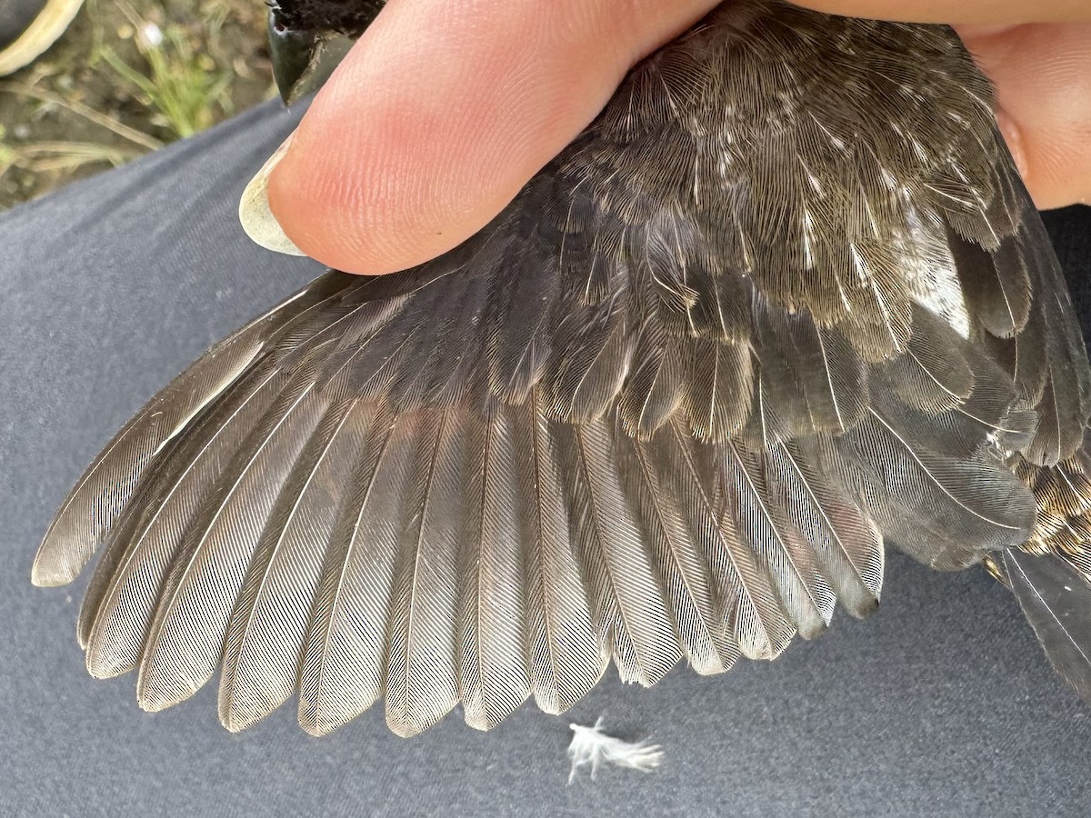 White-rumped Munia - ML621584148