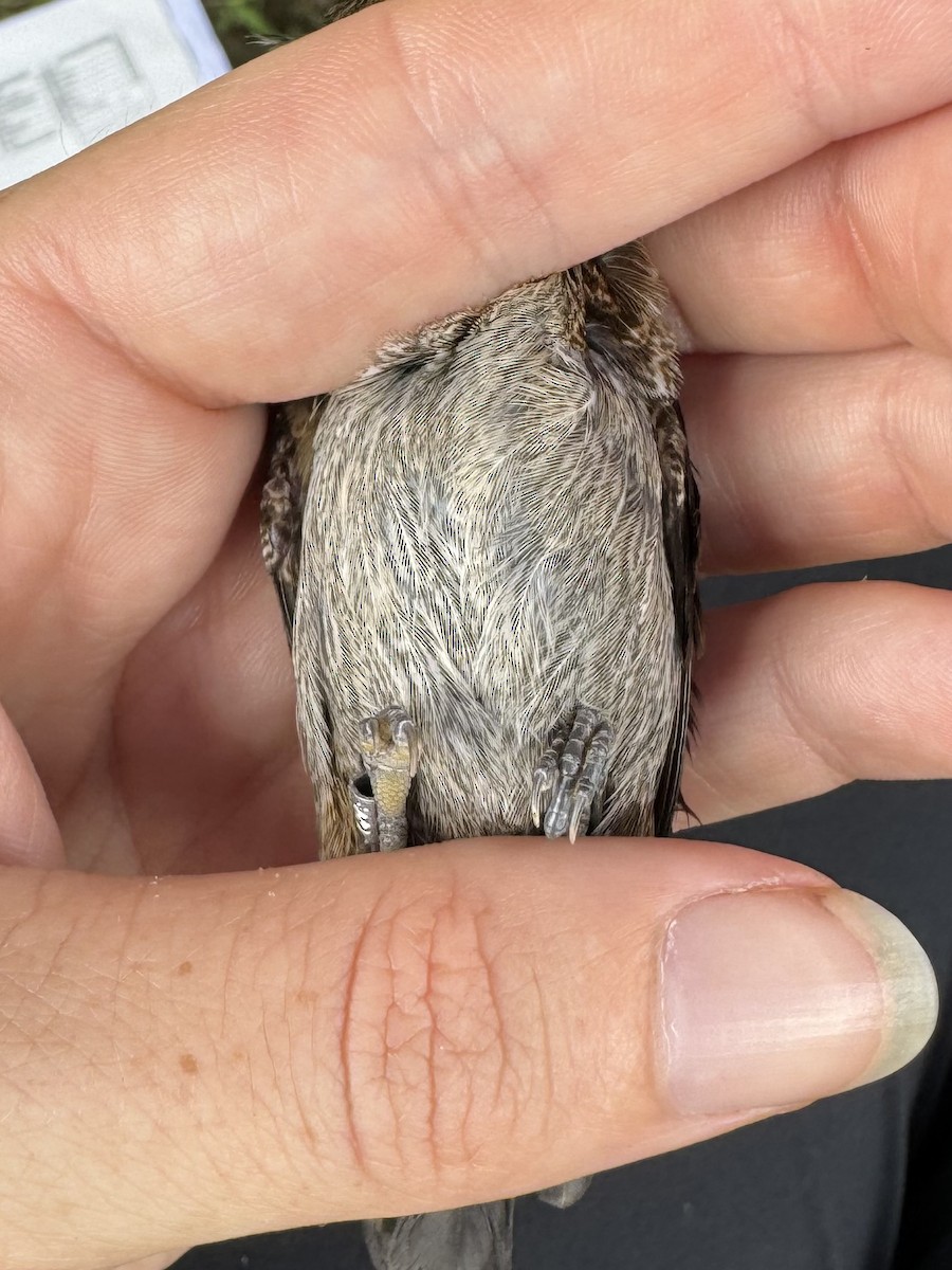 White-rumped Munia - ML621584150