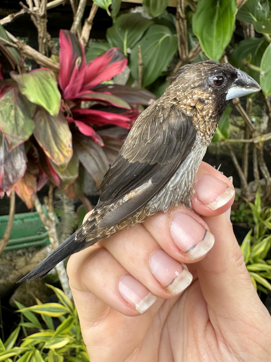 White-rumped Munia - Lauren diBiccari