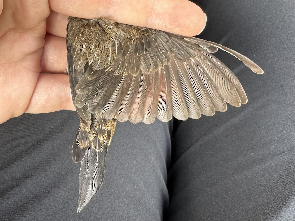 White-rumped Munia - ML621584153