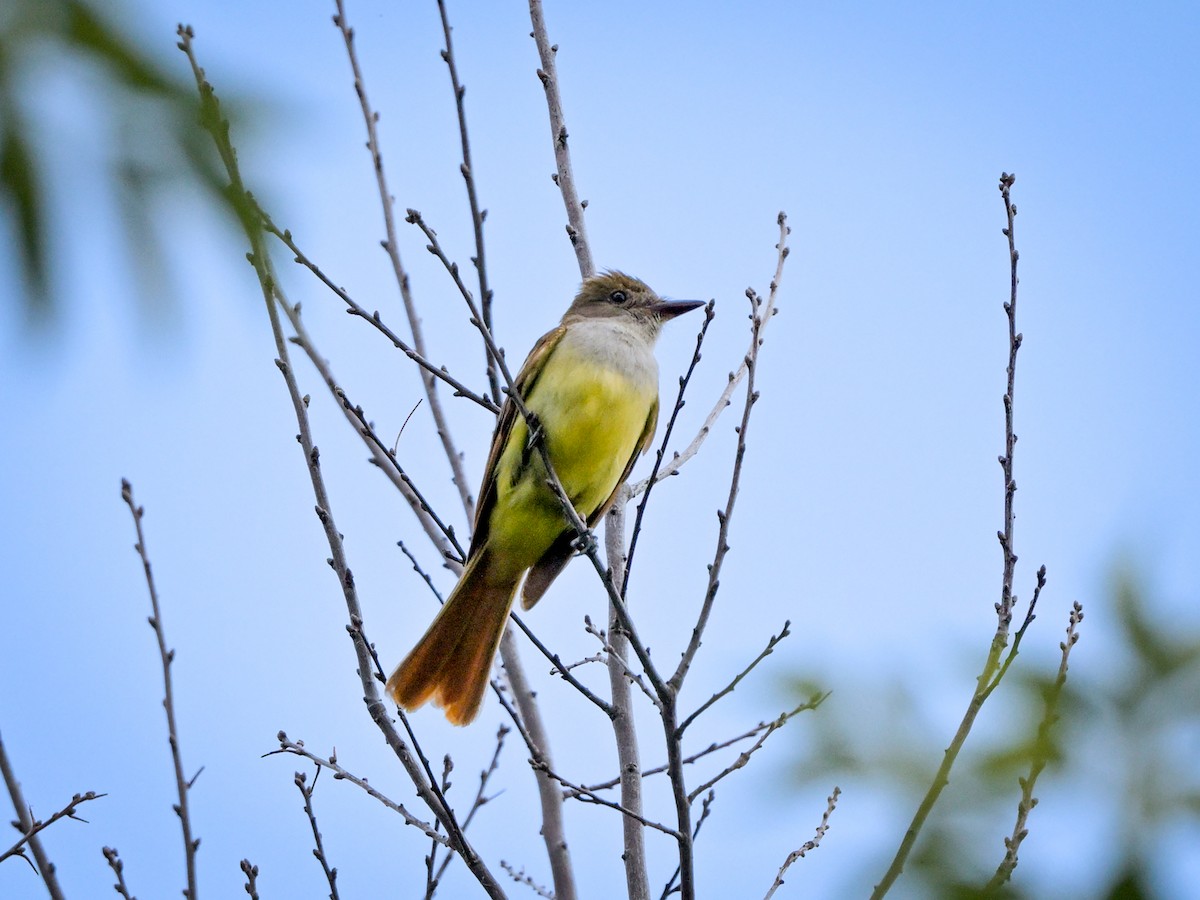 Great Crested Flycatcher - ML621584166