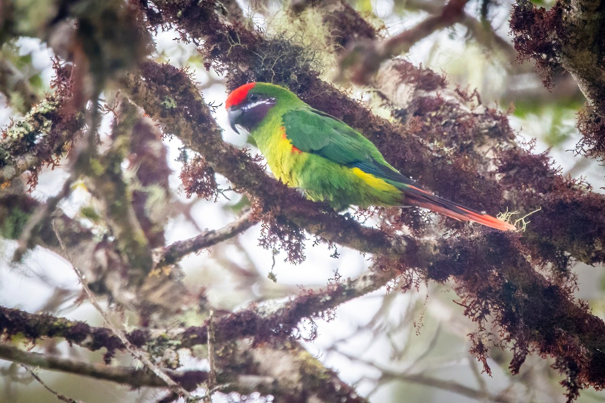 Plum-faced Lorikeet - ML621584174