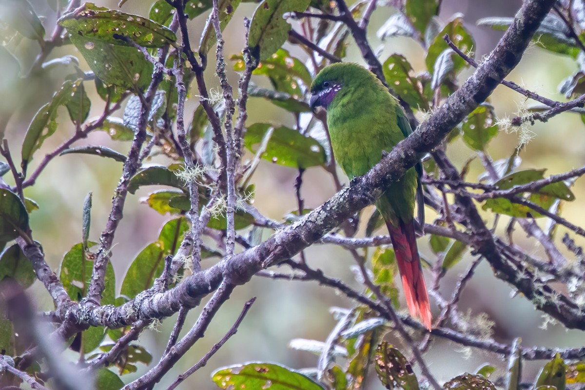 Plum-faced Lorikeet - ML621584175