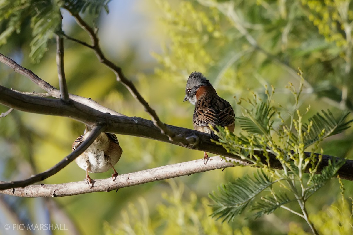 Rufous-collared Sparrow - ML621584216