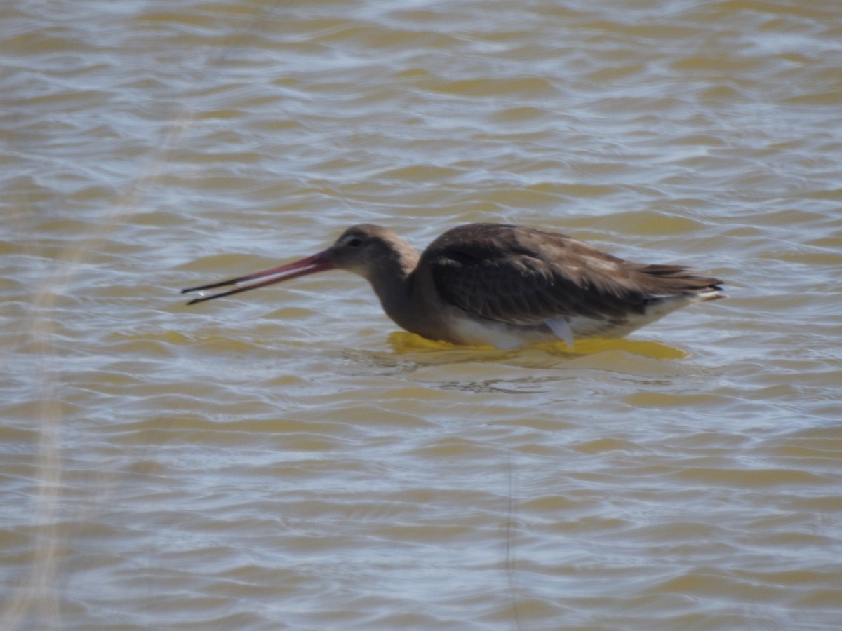 Black-tailed Godwit - ML621584246