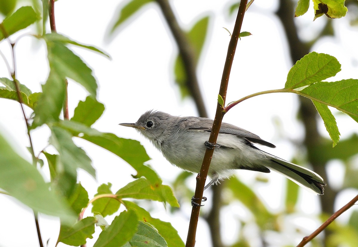 Blue-gray Gnatcatcher - ML621584270