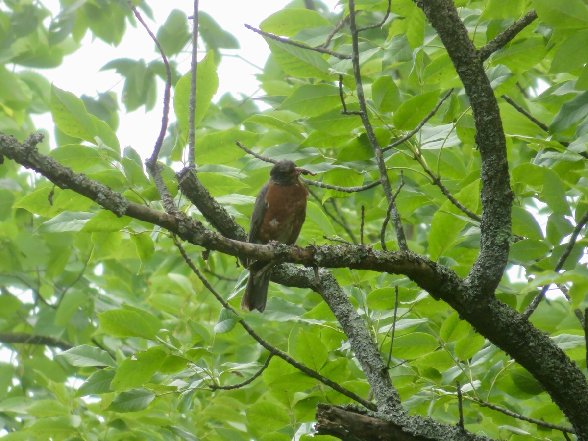 American Robin - ML621584308