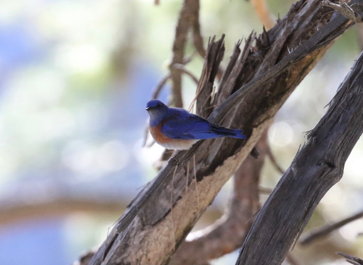Western Bluebird - ML621584355