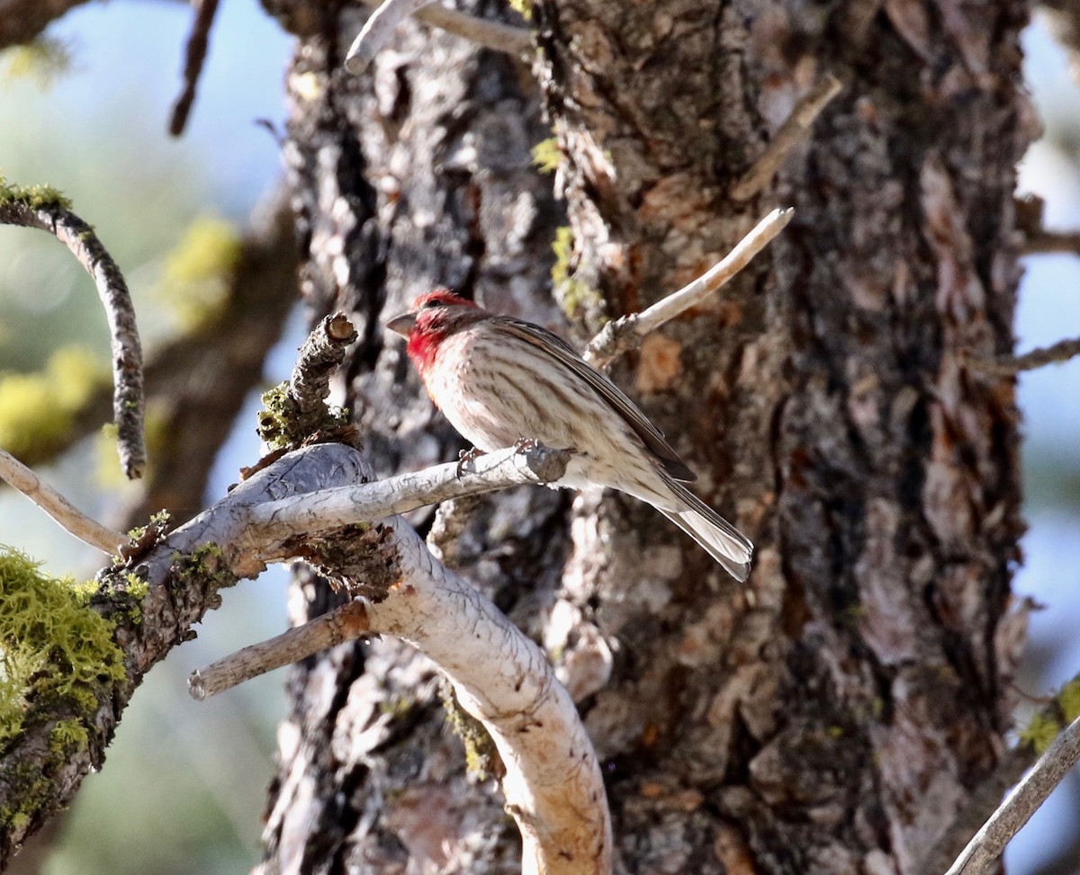 Cassin's Finch - ML621584357