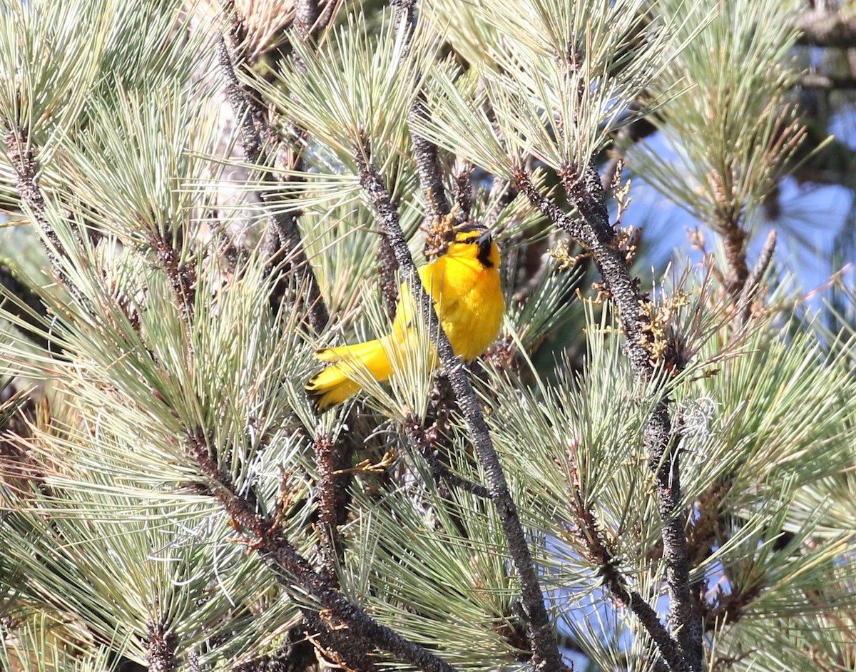 Bullock's Oriole - ML621584365