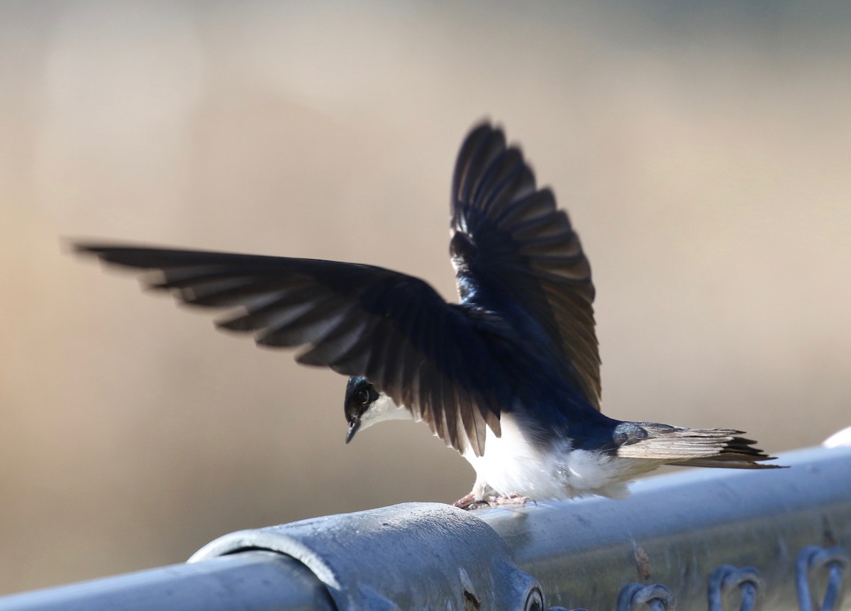 Tree Swallow - ML621584373