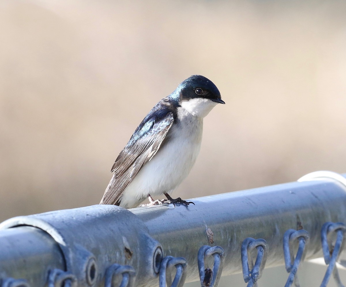 Tree Swallow - Dan Waggoner